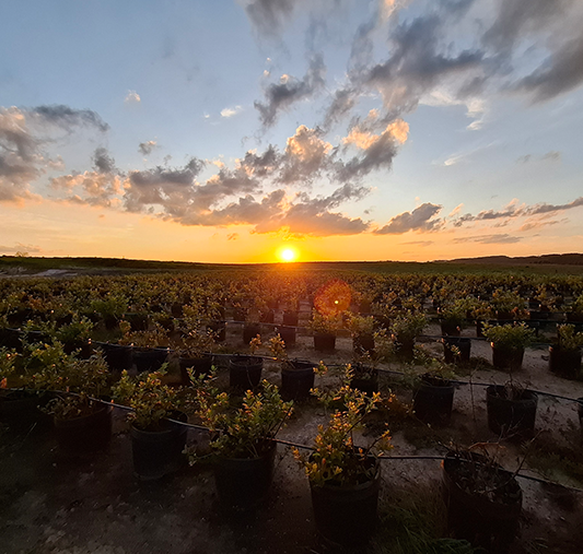 Foto da Entre Frutas em Balsa Nova, PR