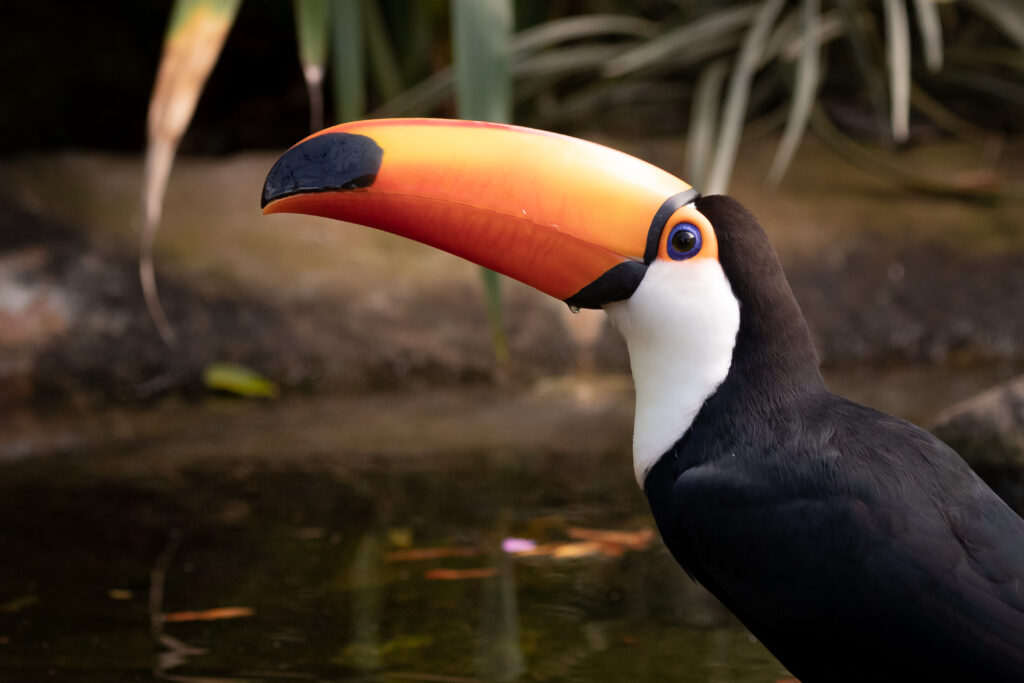 Foto da Zoo Casa das Araras em Iguaraçu, PR